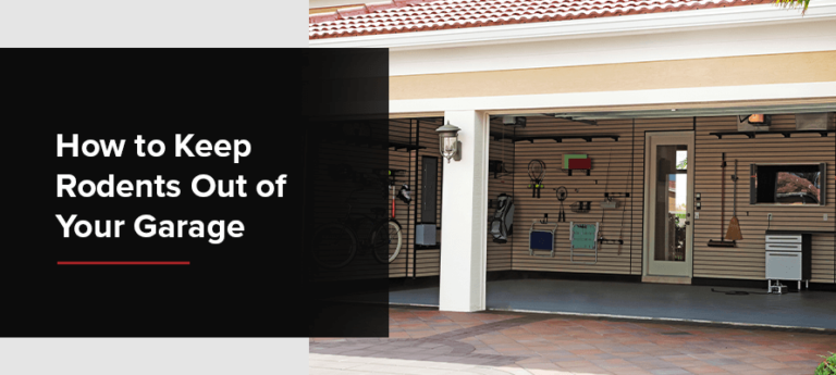 How to Keep Rodents Out of Your Garage | Markham Garage Doors Ltd.